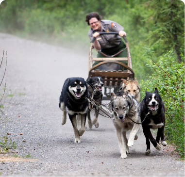 Denali Dog Sled Demonstrations